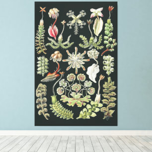 Toile Art Nature Scientifique Ernst Haeckel Hépatiques