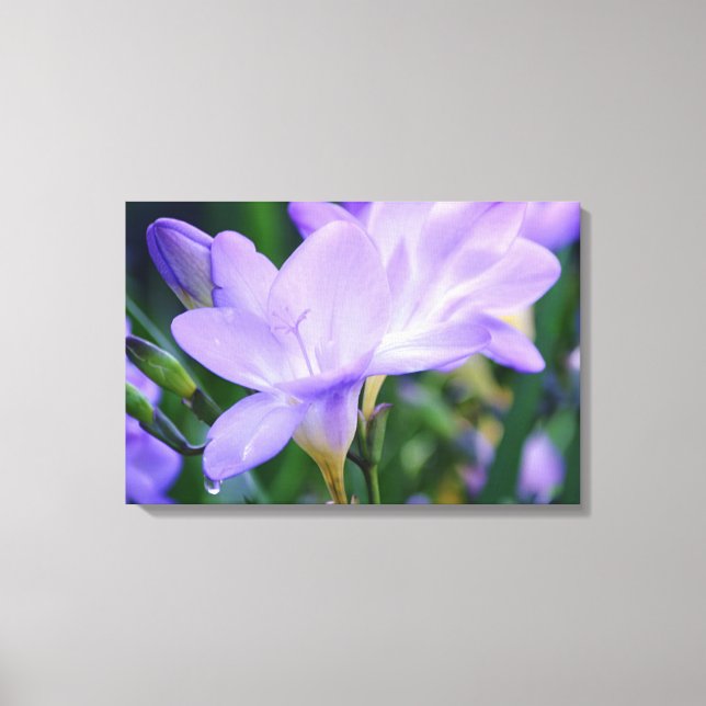 Toile Art photographique de fleur de Freesia pleureuse (Recto)