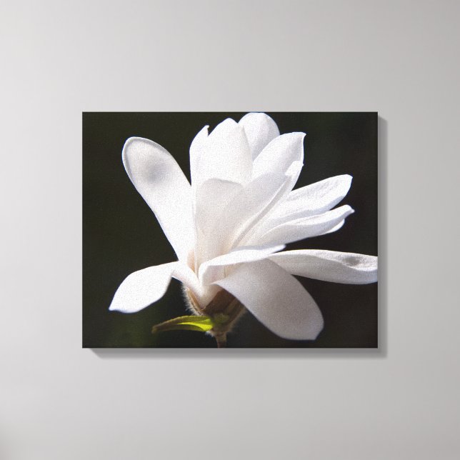 Toile Art Star Fleur Magnolia (Recto)