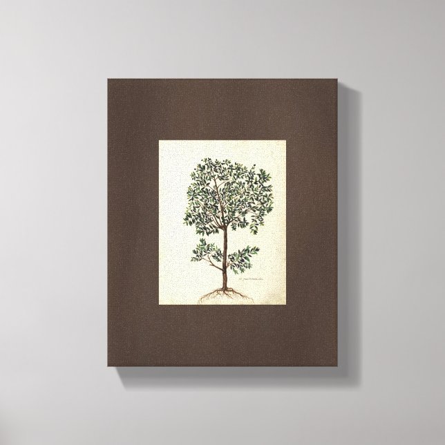 Toile Art vintage Dessin Botanique Olive Tree Canvas (Recto)