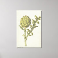 Artichoke : Cynara scolymus, c.1568