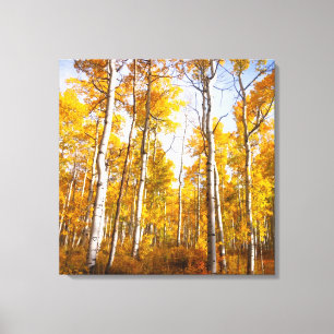 Toile Aspen Groove Feuilles de automne jaunes