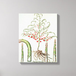 Toile Asperge commune en fleur et fruit, de 'Ho