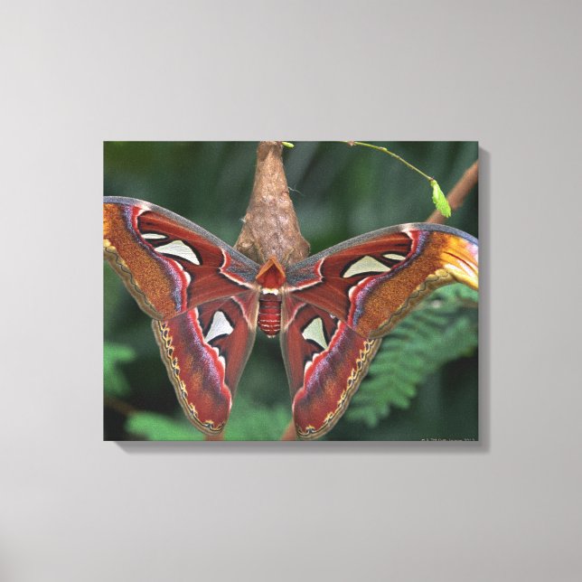 Toile Atlas Moth (Recto)