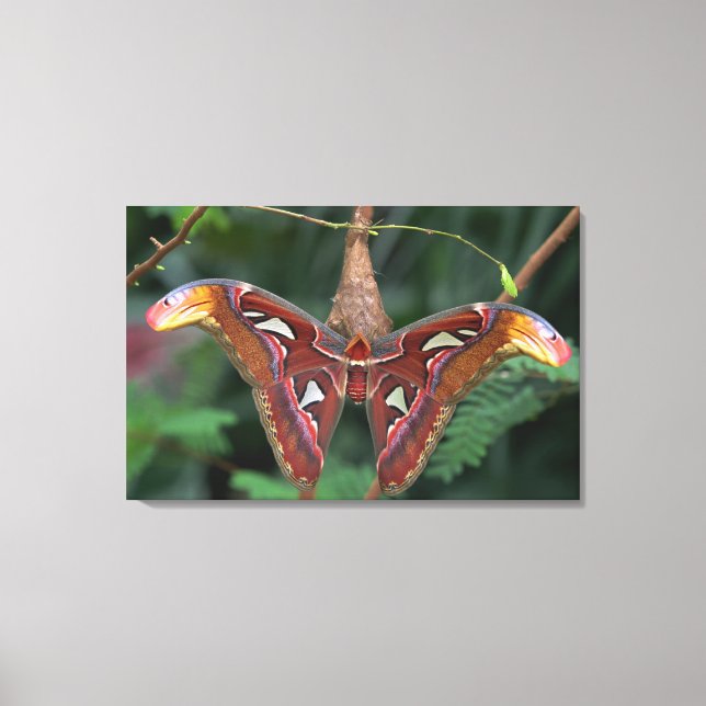 Toile Atlas Moth (Recto)