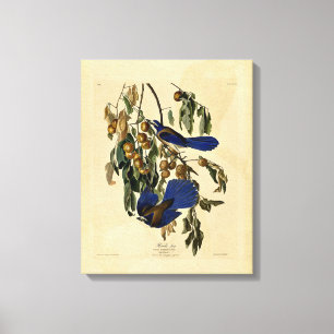 Toile Audobon - Florida Jay