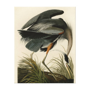 Toile Audubon Great Blue Heron Marsh Bird