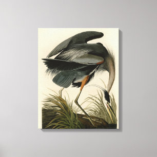Toile Audubon Great Blue Heron Marsh Bird