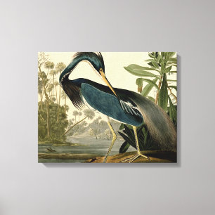 Toile Audubon Héron de Louisiane Oiseaux Amérique Art