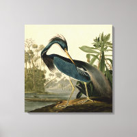 Audubon Héron de Louisiane Oiseaux Amérique Art