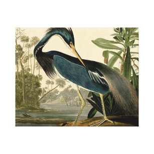 Toile Audubon Louisiana Heron Birds America Art