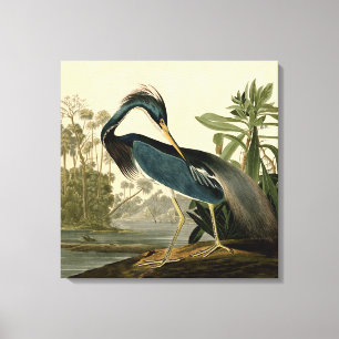 Toile Audubon Louisiana Heron Birds America Art