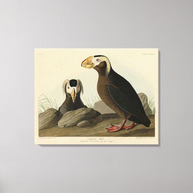 Toile Audubon (Puffin) - Audubon's Birds of America (Recto)