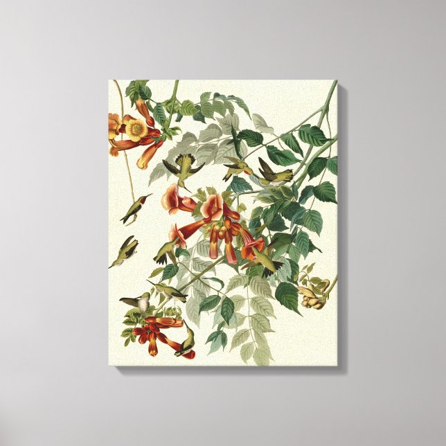 Toile Audubon Throsé de colibri (Recto)