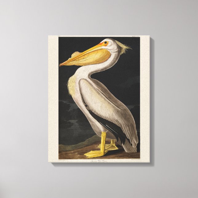 Toile Audubon White Pelican Bird Amérique (Recto)