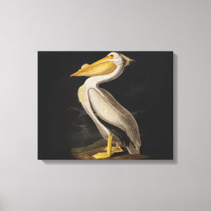 Toile Audubon White Pelican Bird Amérique