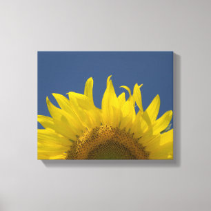 Toile Augmentation de tournesol