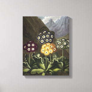 Toile Auricules de Dr. John Robert Thornton's