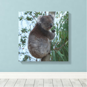 Toile Australie Kangaroo Island Koala dans un arbre
