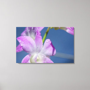 Toile Australie, Territoires du Nord, Darwin