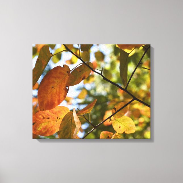 Toile Automne Feuillage Automne Feuilles Nature Arbre Ph (Recto)
