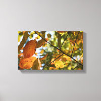 Automne Feuillage Automne Feuilles Nature Arbre Ph