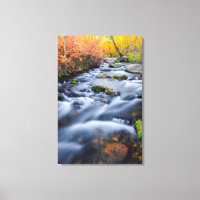 Automne le long de Lundy Creek, Californie