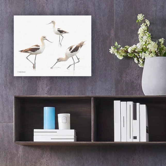 Toile Avocats américains étonnants Raviers sur la plage (Stunning American Avocet Shorebirds at the Beach Canvas Wrap Cover Photo.)