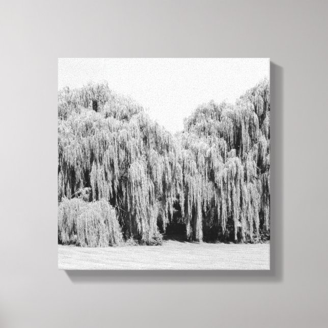Toile B&W Willow Trees larvaires (Recto)