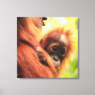 Toile Baby Sumatran Orangutan