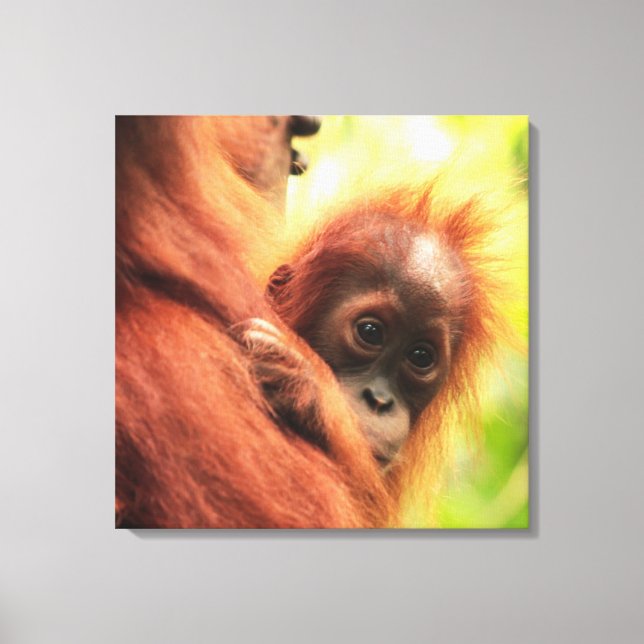 Toile Baby Sumatran Orangutan (Recto)