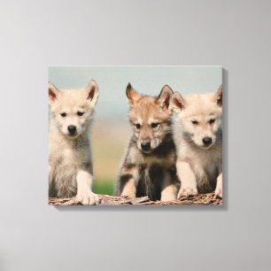 Toile Baby Wolves