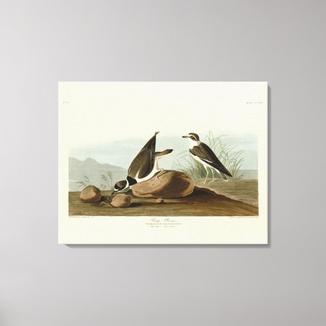Toile Bague à bascule des oiseaux d'Amérique d'Audubon (Recto)