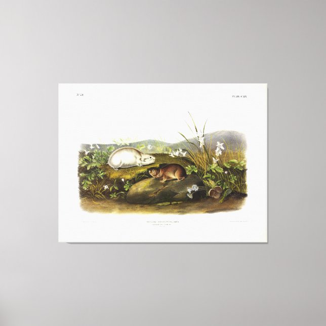 Toile Baie d'Hudson (Collared Ungava) Lemming par Audubo (Recto)