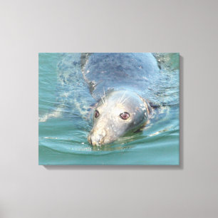 Toile Baignade de phoque mignonne en Cape Cod Canvas Art