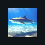 Toile Baignade de requins Eau bleu de l'océan<br><div class="desc">Baignade de requin Eau de l'océan bleu C'est une créature majestueuse de la mer bleue profonde. Le requin gris nage avec la nageoire pointue et blanc sous le ventre. Parfait pour les amateurs de requins dans votre vie.</div>