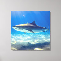 Baignade de requins Eau bleu de l'océan