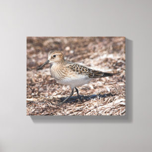 Toile Baird's Sandpiper sur la plage