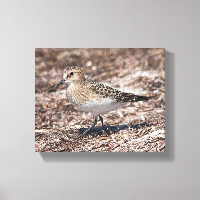 Toile Baird's Sandpiper sur la plage (Recto)