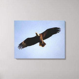 Toile Bald Eagle Étalon