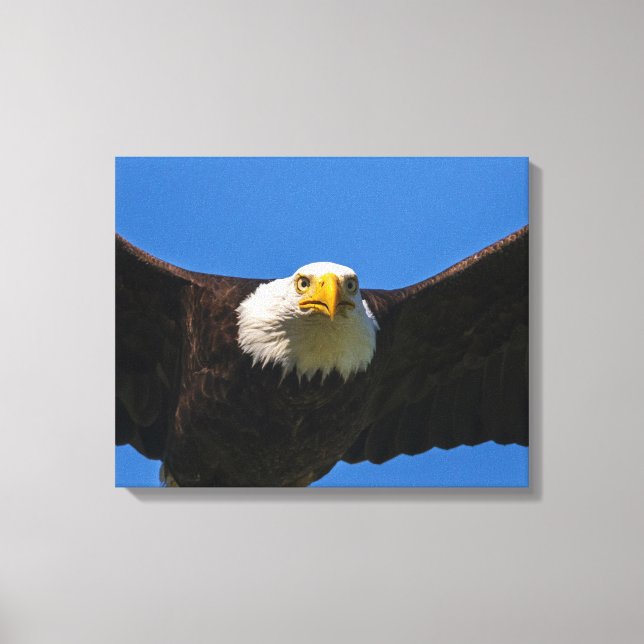 Toile Bald Eagle Flyby Up Close (Recto)
