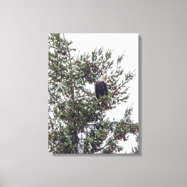 Toile Bald Eagle P2825 (Recto)