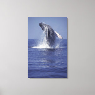 Toile Baleine à bosse faisant une cabriole (Megaptera