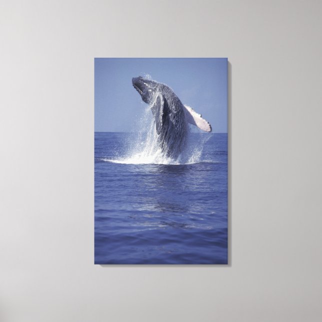 Toile Baleine à bosse faisant une cabriole (Megaptera (Recto)