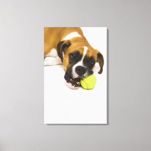 Toile Balle de tennis acérée de chien