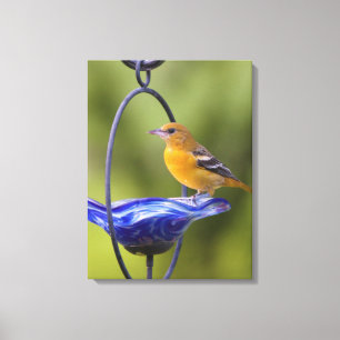 Toile Baltimore Oriole