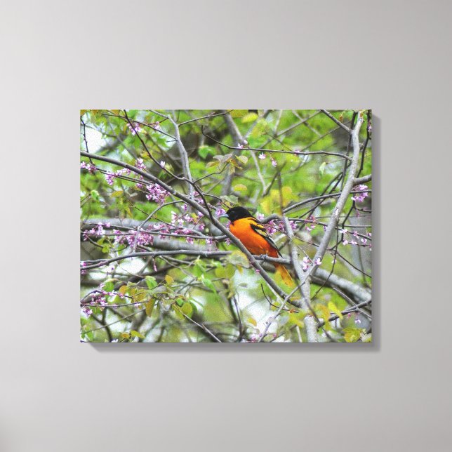 Toile Baltimore Oriole (Recto)