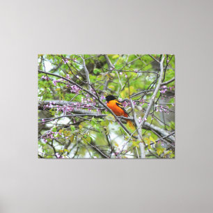 Toile Baltimore Oriole