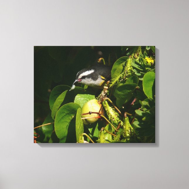 Toile Bananaquit Bird Mange Photographie tropicale (Recto)