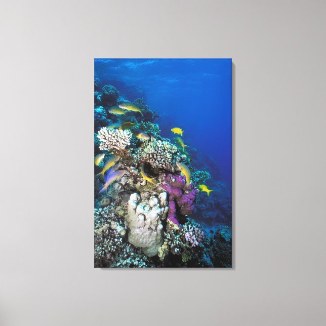 Toile Banc de rougets autour d'un petit corail (Recto)